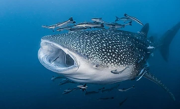 Sustainable Fisheries Governance & Resource Resilience