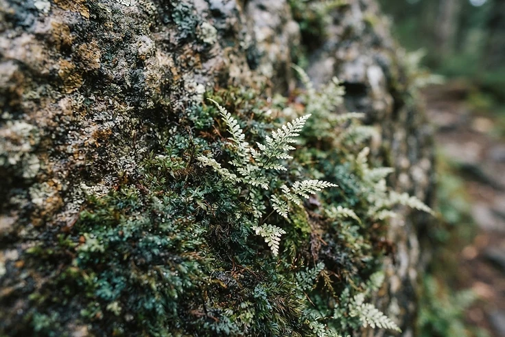Mousses alpines et eau