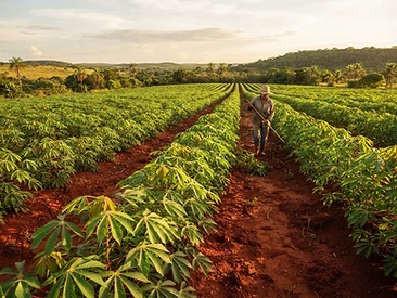 Cultivo de Mandioca na região de Cruz das Almas