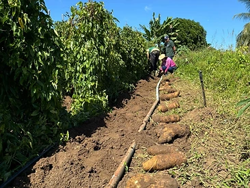 Cultivo de Inhame na região de Cruz das Almas