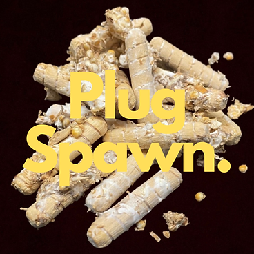 Mushroom Plug Spawn