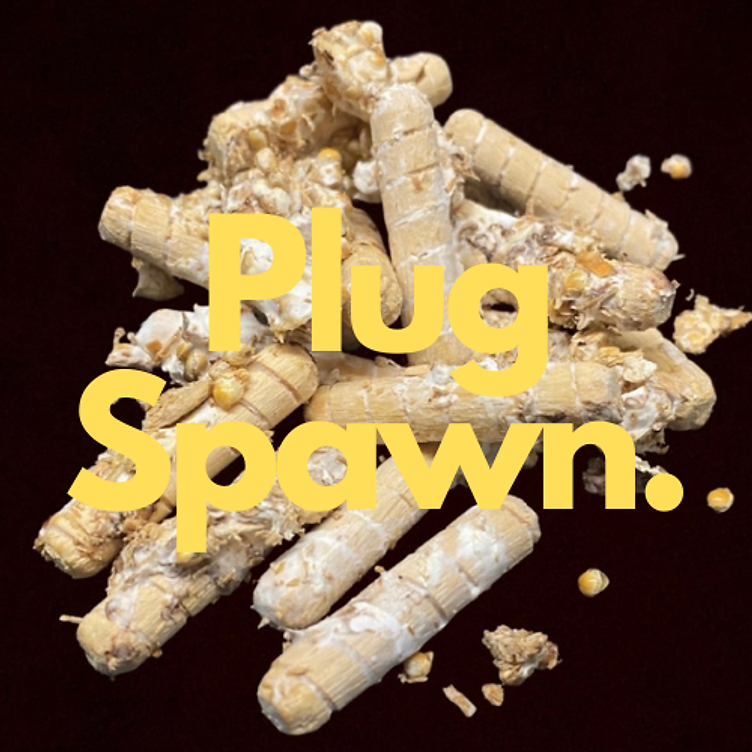 Mushroom Plug Spawn