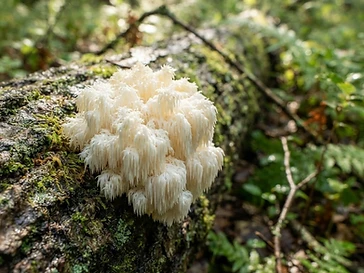 The Mindful Mushroom: Exploring the Benefits of Lion’s Mane