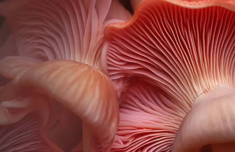 Pink oyster mushrooms ready to fruit