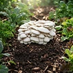 Snow Oyster Bury and Grow Kit