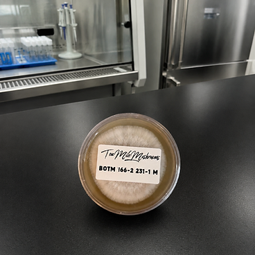 Mushroom Culture Plates - Clean 100mm