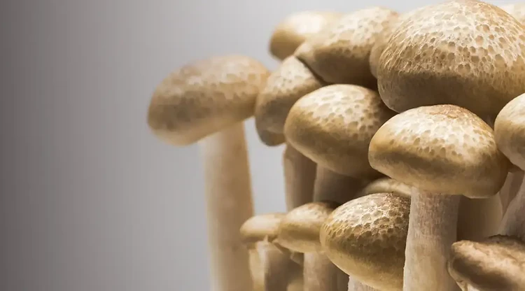 A feature of Ten Mile Mushrooms grow kits, spawn, cultures, and tinctures