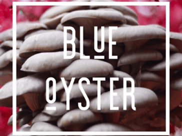 A Beginner’s Guide to Growing Blue Oyster Mushrooms at Home