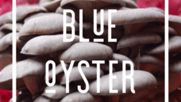 A Beginner’s Guide to Growing Blue Oyster Mushrooms at Home