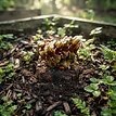 Reishi Bury and Grow Kit