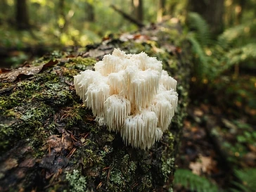 The Lion’s Mane Renaissance: Nature’s Ally for Mind and Body