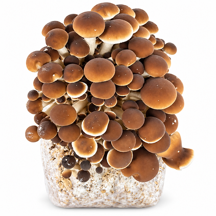 A dense cluster of mushrooms fruiting from a colonized substrate block