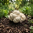 Lion's Mane Bury and Grow Kit