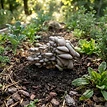 Blue Oyster Bury and Grow Kit