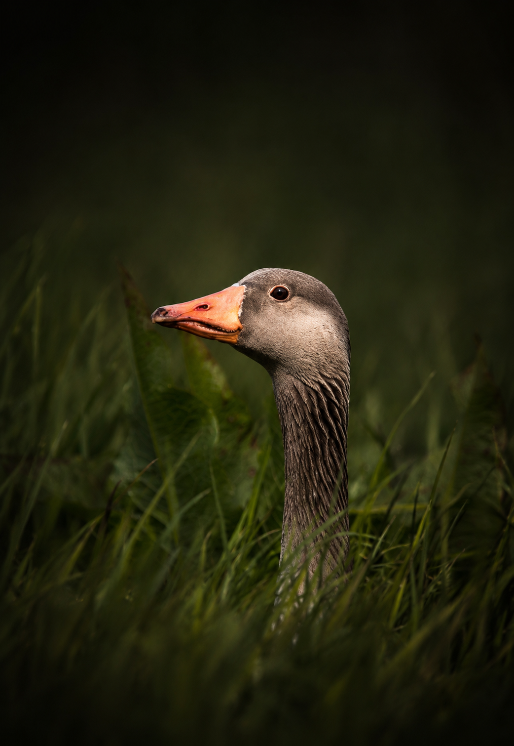 A goose in profile emerging from dark green grass