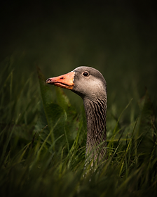 A goose in profile emerging from dark green grass