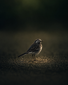 A white wagtail bathed in golden-hour light on a dark path