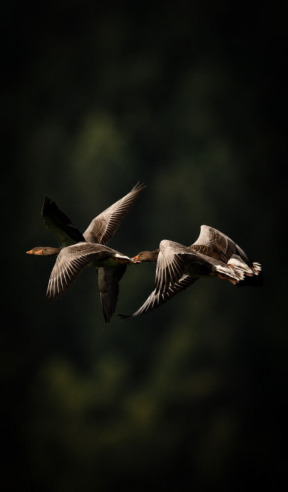 Two geese in flight across a dark forest backdrop