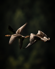 Two geese in flight across a dark forest backdrop