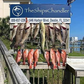 Gulf Coast Fishing