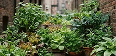 A collection of terracotta pots filled with vibrant green lettuce and herbs sitting on a balcony floor in the soft shadow of an apartment building.