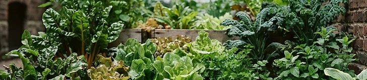 A collection of terracotta pots filled with vibrant green lettuce and herbs sitting on a balcony floor in the soft shadow of an apartment building.