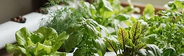 Green Gold: The Top Leafy Greens and Herbs for Your Hydroponic System