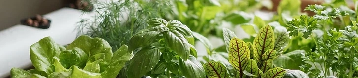 Green Gold: The Top Leafy Greens and Herbs for Your Hydroponic System