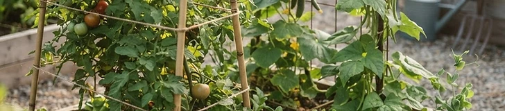 A close-up of a wooden garden bed with a cattle panel trellis supporting bright green cucumber vines and small yellow flowers in a sunny backyard.