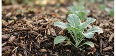 A close-up shot of dark, nutrient-rich soil covered with a layer of natural straw mulch in a vegetable garden bed.