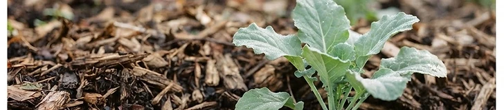 A close-up shot of dark, nutrient-rich soil covered with a layer of natural straw mulch in a vegetable garden bed.