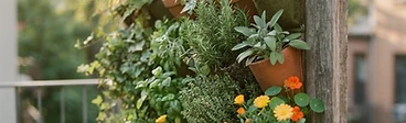 A sunny apartment balcony featuring various hanging fabric planters and a wooden trellis with climbing vines against a white fence.