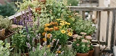 A collection of colorful clay pots filled with blooming coneflowers and butterfly weed sitting on a small wooden apartment balcony.