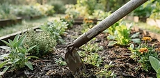 A close-up of a gardener using an oscillating stirrup hoe to slice through small weeds in a raised vegetable bed on a sunny day.