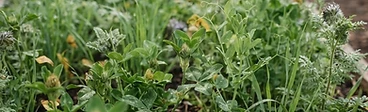 A close-up view of a gardener's hands spreading small seeds over a raised garden bed in late autumn.