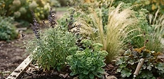 A vibrant garden bed featuring purple coneflowers and yellow stonecrop growing in a mulched border with a blurred green background.
