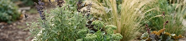 A vibrant garden bed featuring purple coneflowers and yellow stonecrop growing in a mulched border with a blurred green background.