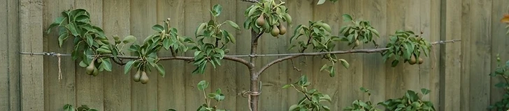 A young apple tree with its branches trained horizontally along a wooden garden fence in a sunny backyard.