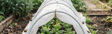 A backyard vegetable garden bed covered by a clear row cover supported by white PVC pipe arches, with healthy green kale visible through the fabric.