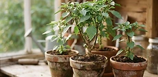 A gardener carefully pruning a pepper plant in a clay pot before moving it indoors for the winter season.