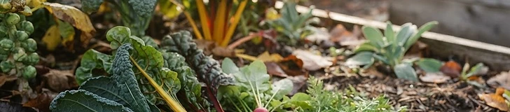 Extending the Harvest: A Guide to Fall Vegetable Gardening