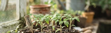 Close-up of a person gently transplanting a sturdy tomato seedling into a prepared garden bed with dark, rich soil.