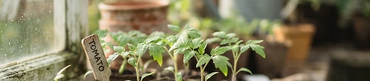 Close-up of a person gently transplanting a sturdy tomato seedling into a prepared garden bed with dark, rich soil.