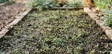 A close-up view of a gardener using a long-handled stirrup hoe to clear small weed sprouts from a smooth, dark garden bed surface.