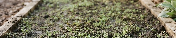 A close-up view of a gardener using a long-handled stirrup hoe to clear small weed sprouts from a smooth, dark garden bed surface.