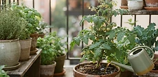 A close up view of a hand pouring liquid fertilizer from a watering can into the base of a tomato plant in a large terracotta pot.