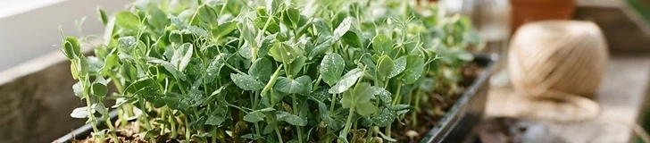 Peak Harvest: Maximizing Nutrition in Your Microgreens