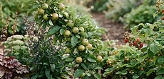 A young dwarf apple tree growing in a large terracotta pot on a sunny wooden patio.