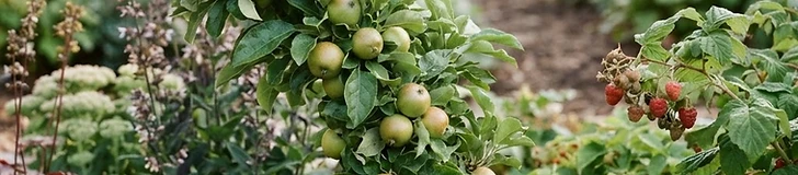 A young dwarf apple tree growing in a large terracotta pot on a sunny wooden patio.