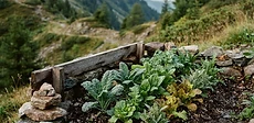 A raised garden bed with straw mulch surrounded by low wooden lattice fencing in a mountainous backyard setting.